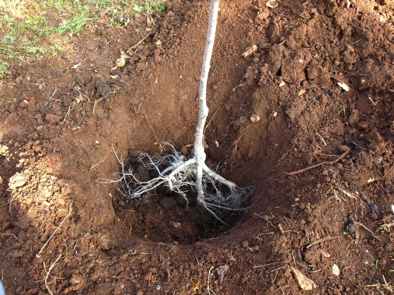 Root System Excavation