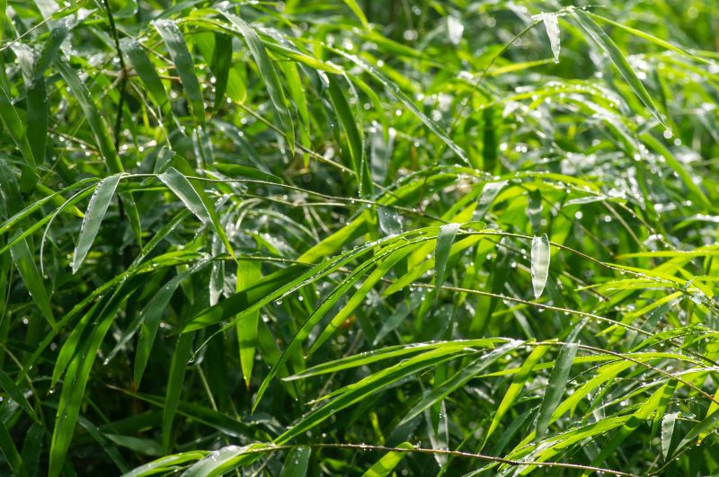 Bamboo Removal Services