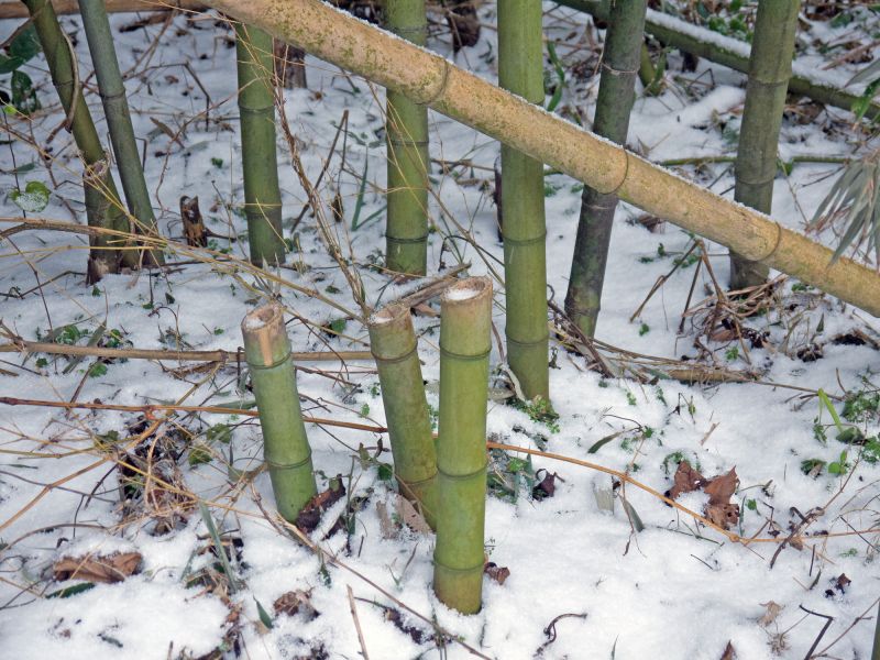 Bamboo Removal Services