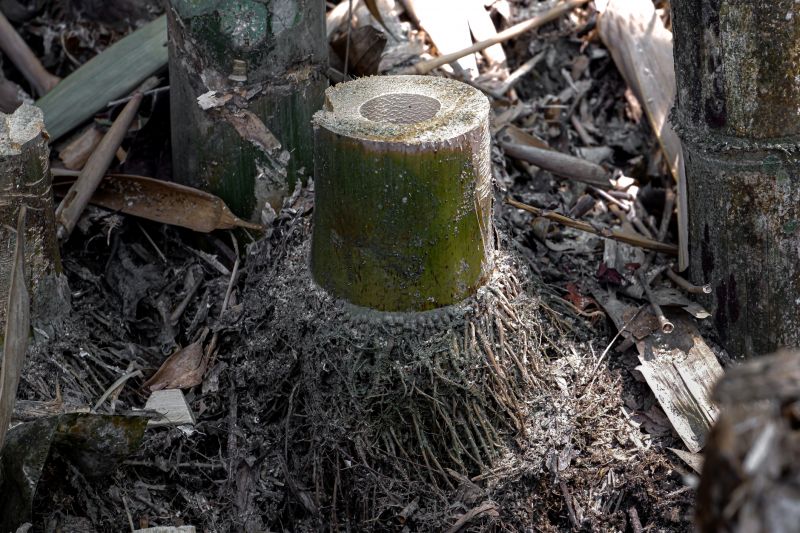 Bamboo Removal Services