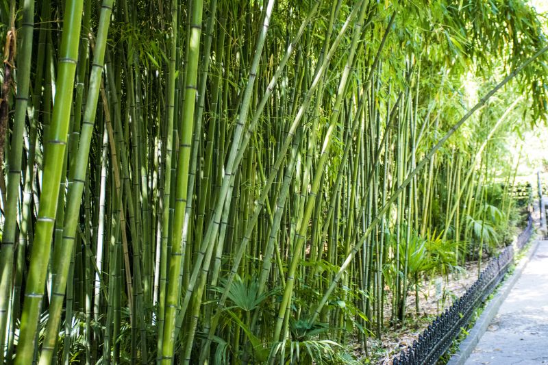 Bamboo Removal Services