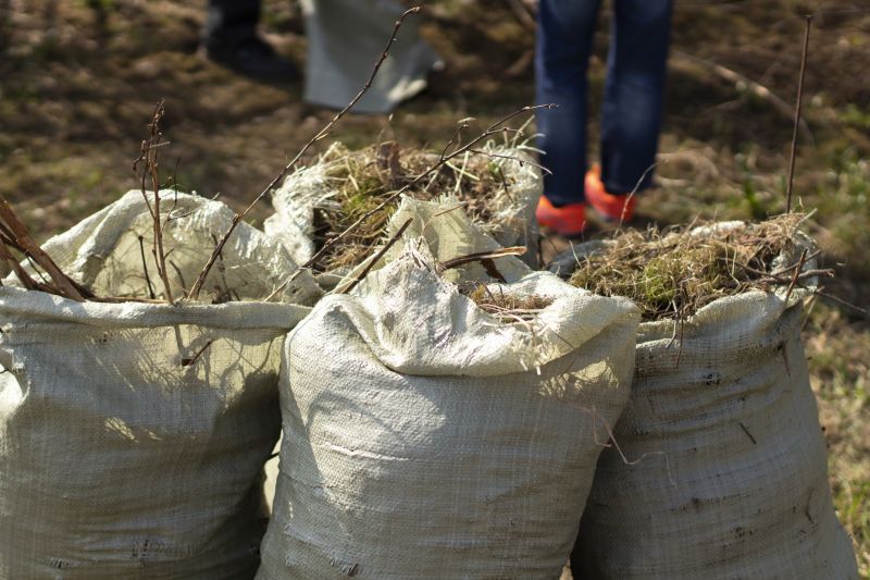 Bamboo Removal Services