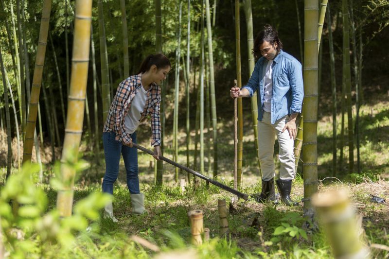 Specialized Bamboo Removal Services